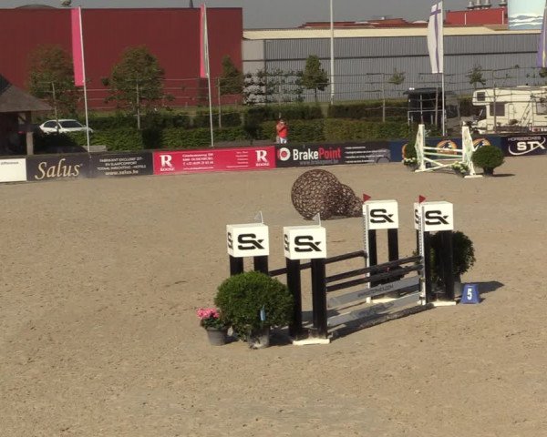 Gold +Cyclus Jonge Paarden in Lier (BEL) 2020