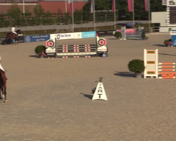 Gold +Cyclus Jonge Paarden in Lier (BEL) 2020