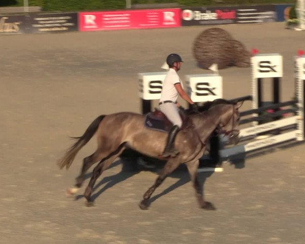 Gold +Cyclus Jonge Paarden in Lier (BEL) 2020