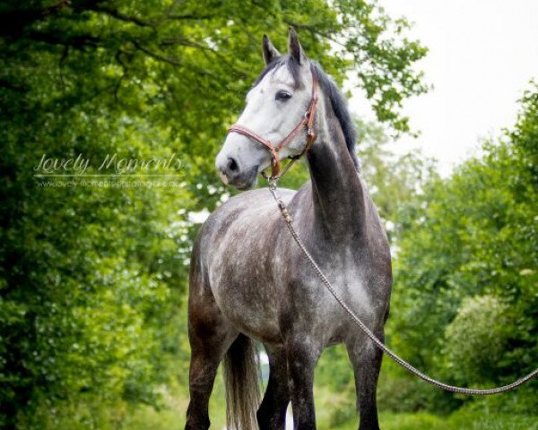 jumper Caesarion (Holsteiner, 2008, from Cassin 2)