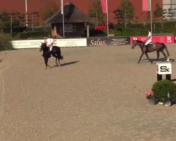 Gold +Cyclus Jonge Paarden in Lier (BEL) 2020
