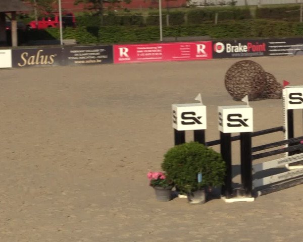 Gold +Cyclus Jonge Paarden in Lier (BEL) 2020