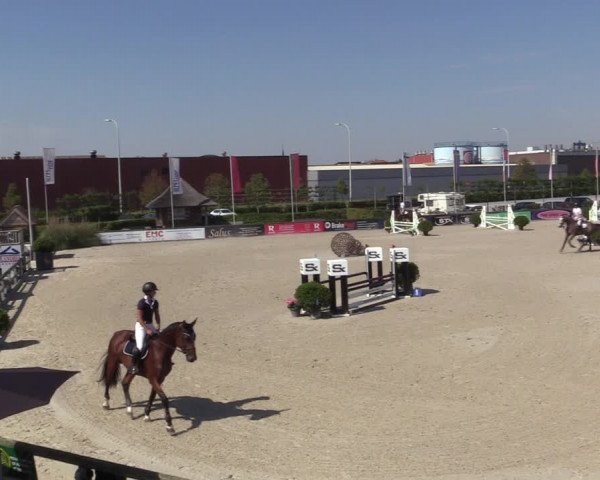 Gold +Cyclus Jonge Paarden in Lier (BEL) 2020