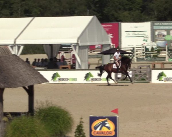 Gold +Cyclus Jonge Paarden in Lier (BEL) 2020
