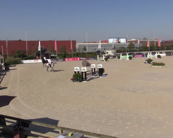 Gold +Cyclus Jonge Paarden in Lier (BEL) 2020