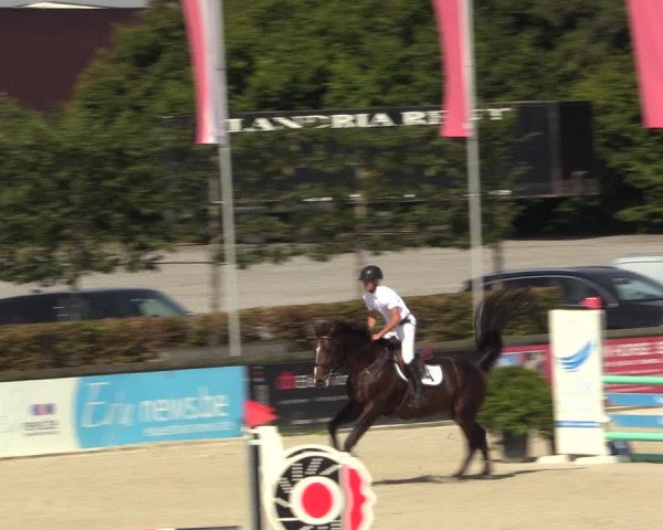 Gold +Cyclus Jonge Paarden in Lier (BEL) 2020