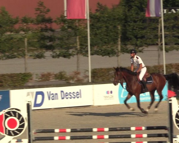 Gold +Cyclus Jonge Paarden in Lier (BEL) 2020