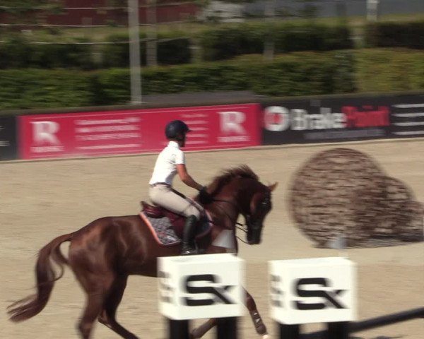 Gold +Cyclus Jonge Paarden in Lier (BEL) 2020