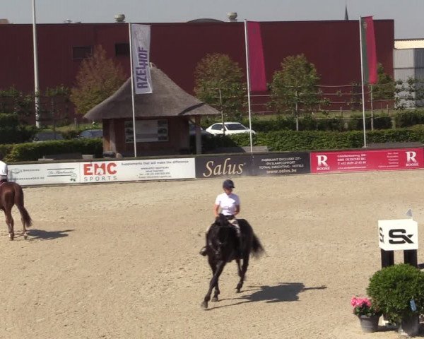 Gold +Cyclus Jonge Paarden in Lier (BEL) 2020