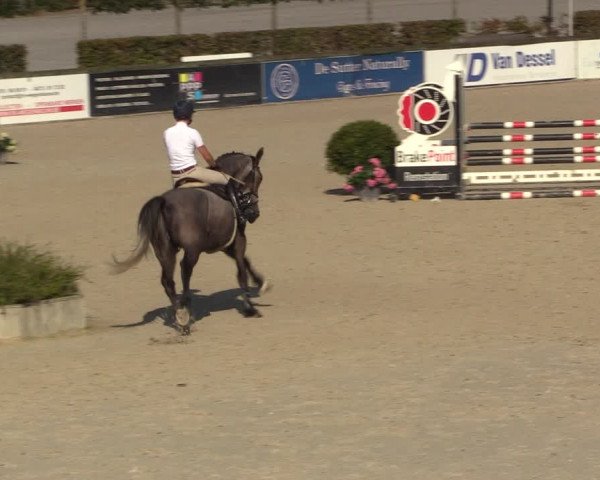 Gold +Cyclus Jonge Paarden in Lier (BEL) 2020