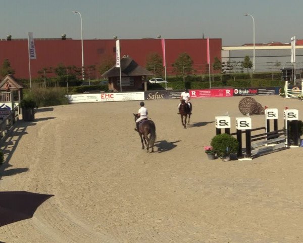 Gold +Cyclus Jonge Paarden in Lier (BEL) 2020
