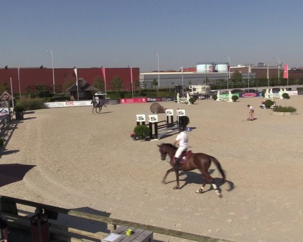 Gold +Cyclus Jonge Paarden in Lier (BEL) 2020
