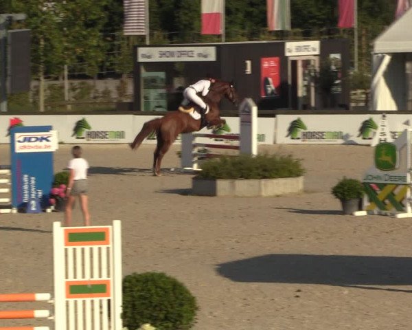Gold +Cyclus Jonge Paarden in Lier (BEL) 2020
