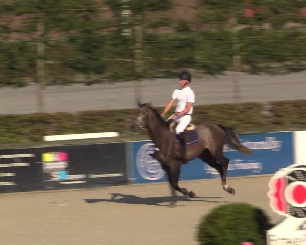 Gold +Cyclus Jonge Paarden in Lier (BEL) 2020