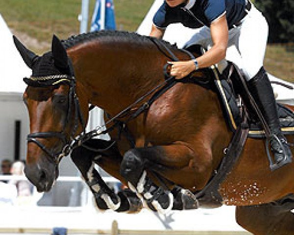 stallion Noowanda Semilly (Selle Français, 2001, from Diamant de Semilly) stallion Noowanda Semilly (Selle Français, 2001, from Diamant de Semilly)