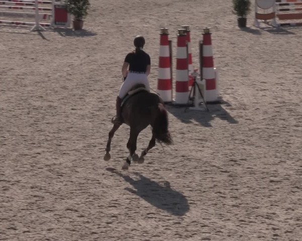 Reitturnier Münster-Amelsbüren 2020
