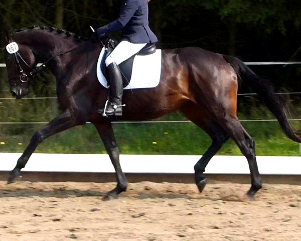 horse Daminta R (Holsteiner, 2011, from Cormint) horse Daminta R (Holsteiner, 2011, from Cormint)