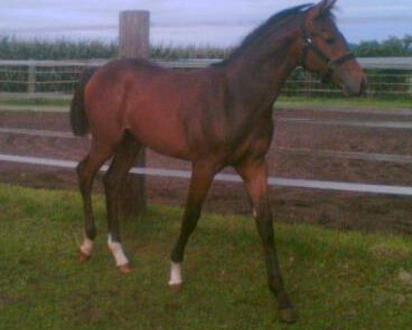 dressage horse Covino (Westphalian, 2015, from Cornet's Prinz)