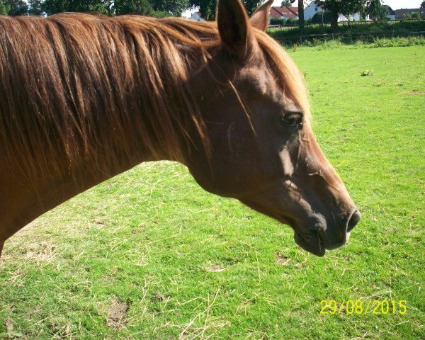 Zuchtstute Moanis Bint Moanes CG STRAIGHT EGYPTIAN (Vollblutaraber, 1997, von Moanes EAO)