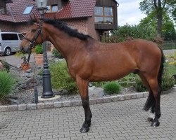 Springpferd Barsony (Ungarisches Warmblut, 2005, von Mefiszto I-18)