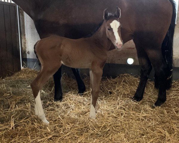 horse Brighet MS (German Warmblood, 2021, from Baggio 17)