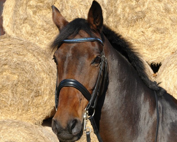 dressage horse Corry keep cool (German Warmblood, 1996, from Corretto)