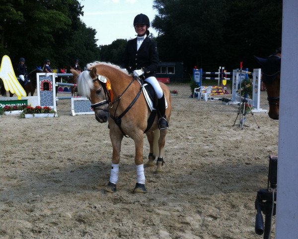 dressage horse Monty Python 26 (Haflinger, 1998, from Mondego (3,125% ox)) dressage horse Monty Python 26 (Haflinger, 1998, from Mondego (3,125% ox))