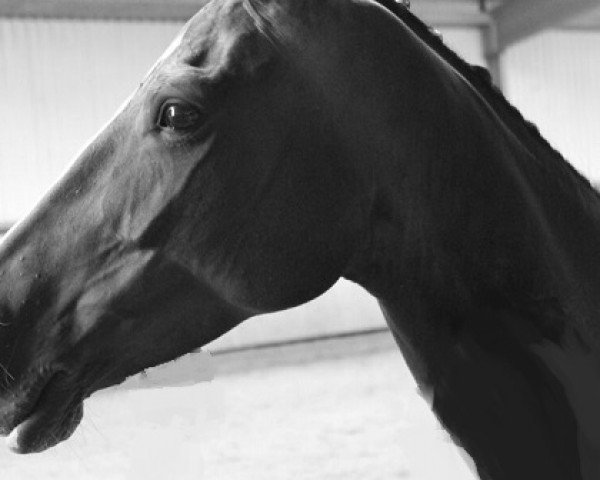 Springpferd Infinity's Lady (Oldenburger Springpferd, 2006, von Incolor)