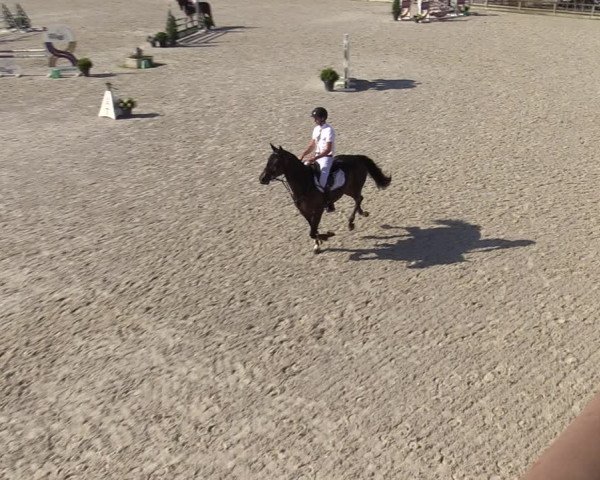 Gold +Cyclus Jonge Paarden in Lier (BEL) 2020