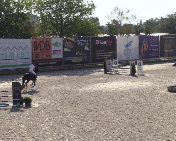 Gold +Cyclus Jonge Paarden in Lier (BEL) 2020