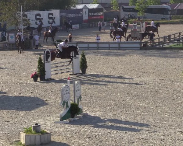 Gold +Cyclus Jonge Paarden in Lier (BEL) 2020