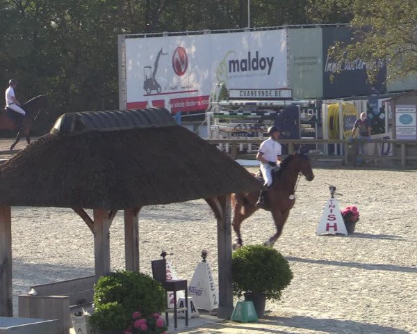 Gold +Cyclus Jonge Paarden in Lier (BEL) 2020