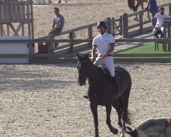 Gold +Cyclus Jonge Paarden in Lier (BEL) 2020