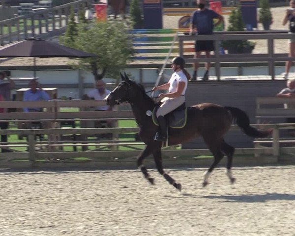 Gold +Cyclus Jonge Paarden in Lier (BEL) 2020