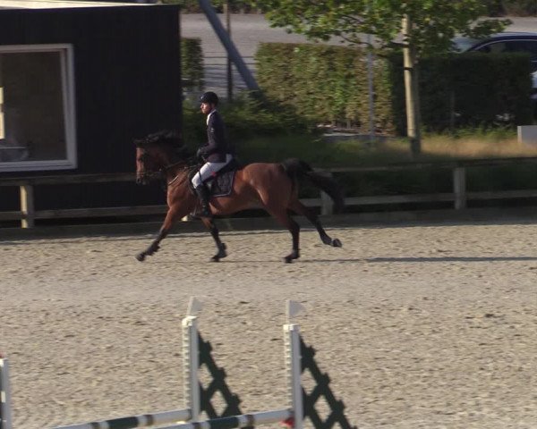 Gold +Cyclus Jonge Paarden in Lier (BEL) 2020