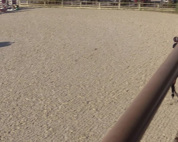 Gold +Cyclus Jonge Paarden in Lier (BEL) 2020