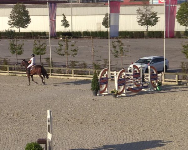 Gold +Cyclus Jonge Paarden in Lier (BEL) 2020