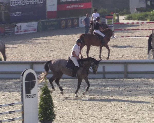 Gold +Cyclus Jonge Paarden in Lier (BEL) 2020