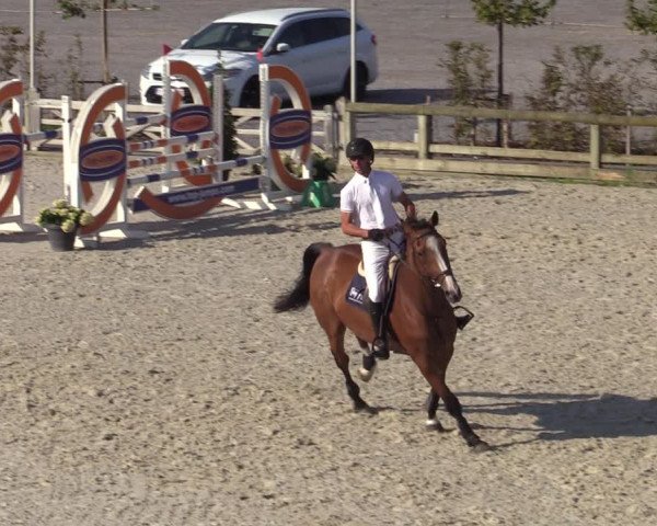 Gold +Cyclus Jonge Paarden in Lier (BEL) 2020