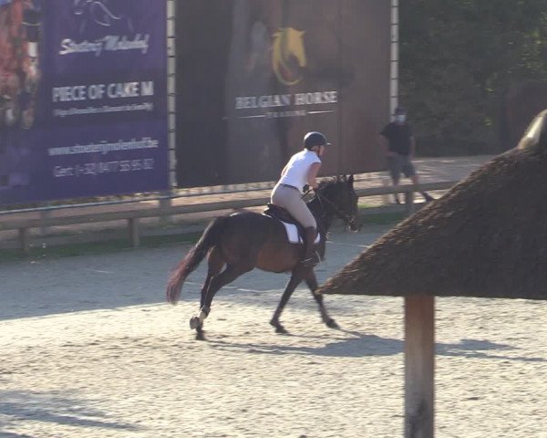 Gold +Cyclus Jonge Paarden in Lier (BEL) 2020