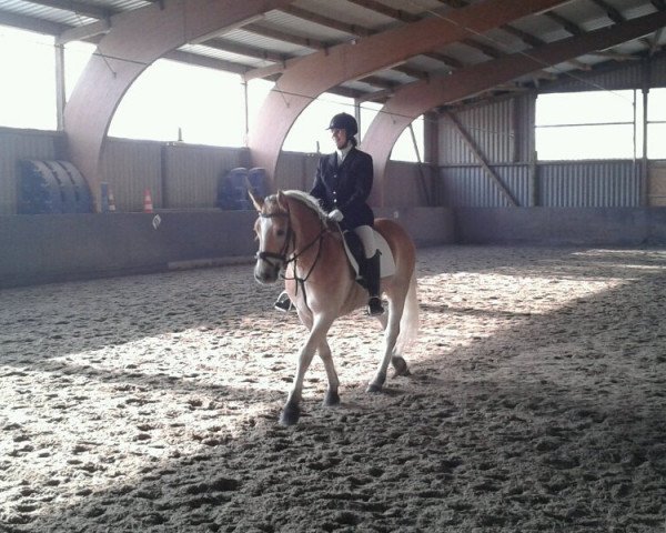 dressage horse Aladin 688 (Haflinger, 1999, from Alpenstern)