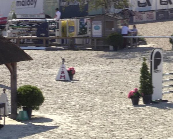 Gold +Cyclus Jonge Paarden in Lier (BEL) 2020