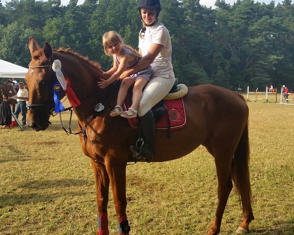 jumper Quick Silva (Hanoverian, 2008, from Quando-Quando)