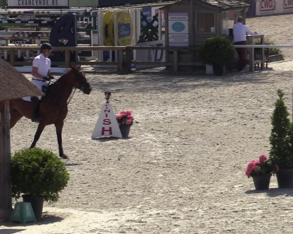 Gold +Cyclus Jonge Paarden in Lier (BEL) 2020