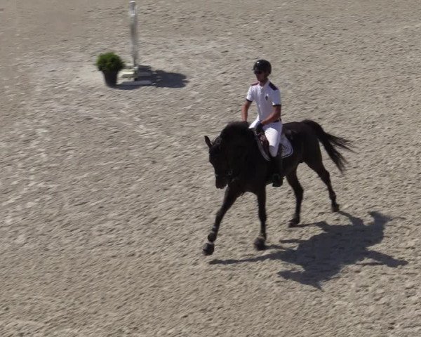 Gold +Cyclus Jonge Paarden in Lier (BEL) 2020