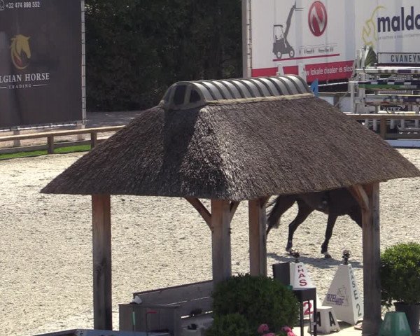 Gold +Cyclus Jonge Paarden in Lier (BEL) 2020