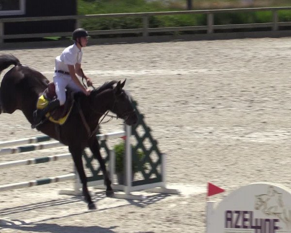 Gold +Cyclus Jonge Paarden in Lier (BEL) 2020