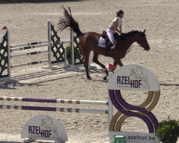 Gold +Cyclus Jonge Paarden in Lier (BEL) 2020