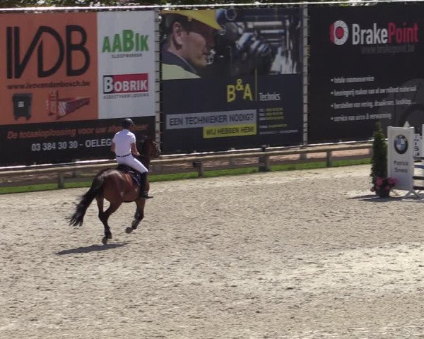 Gold +Cyclus Jonge Paarden in Lier (BEL) 2020