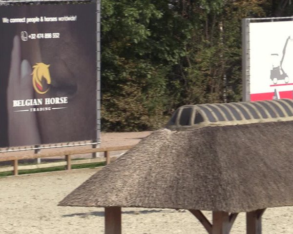Gold +Cyclus Jonge Paarden in Lier (BEL) 2020